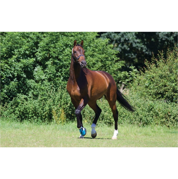 2025 Woof Wear Medical Hoof Boot WB0063 - Blue